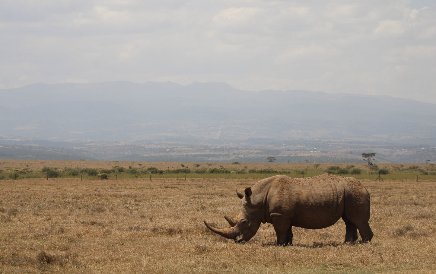 American Rhino