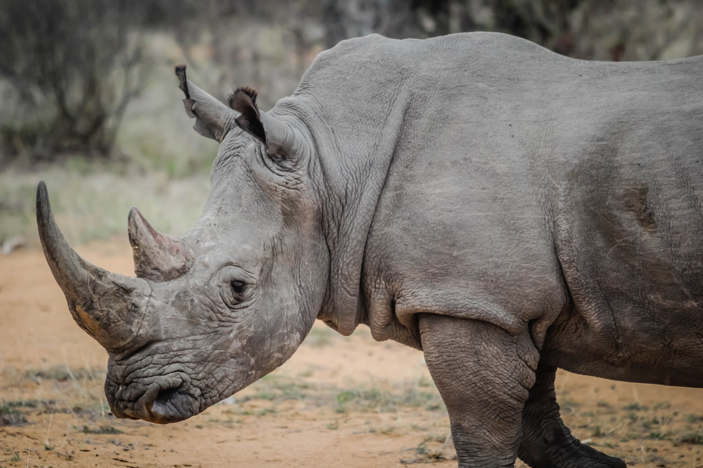 An American Rhino Holiday