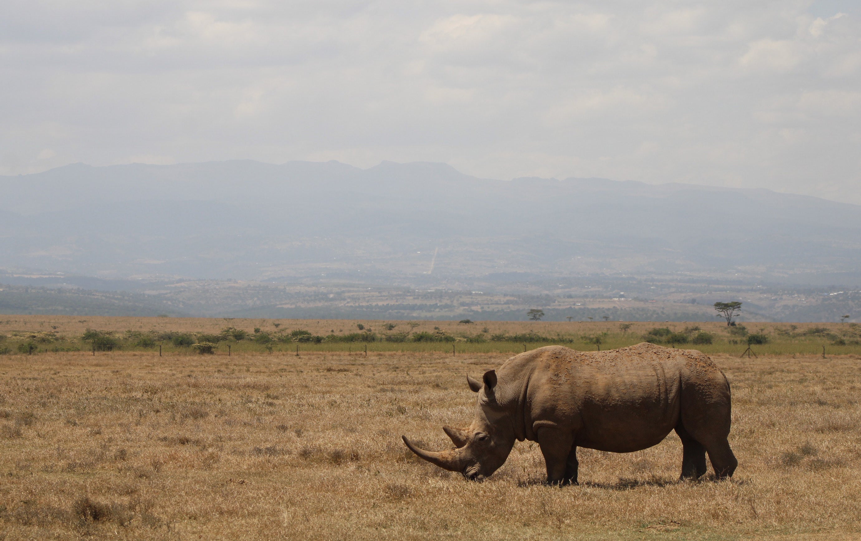 American Rhino